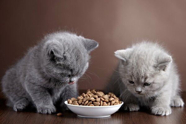 Deux chatons gris vont se régaler