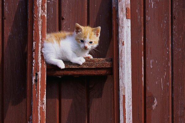 A red-haired kitten on the step of the stairs