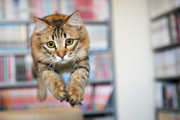 El gato hace un hermoso salto