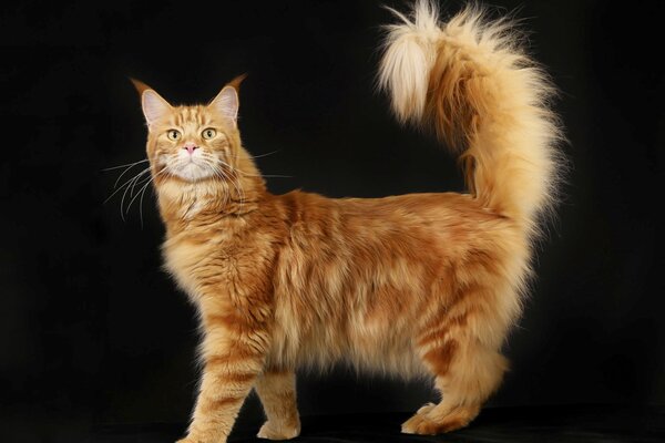 Reinrassig, flauschig, rothaarige maine coon