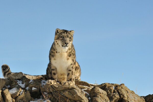 A snow leopard is sitting on a rock