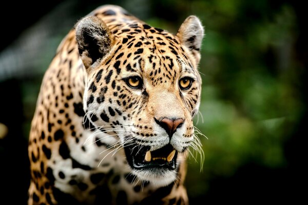 A big leopard grinning looks into the distance