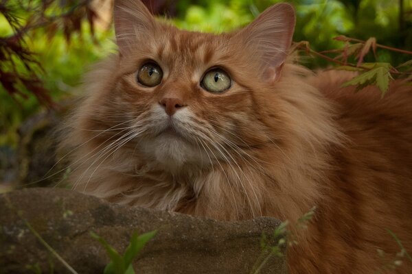 Peludo gato pelirrojo en la naturaleza