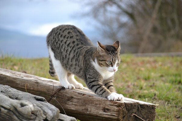 Chat sur le dostochka par temps nuageux