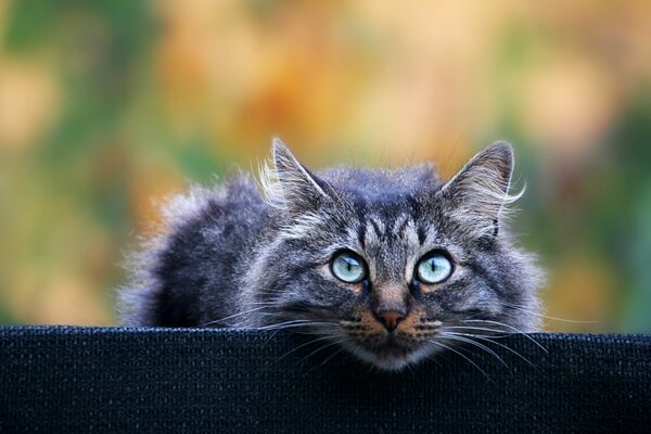 Grey fluffy cat with blue eyes