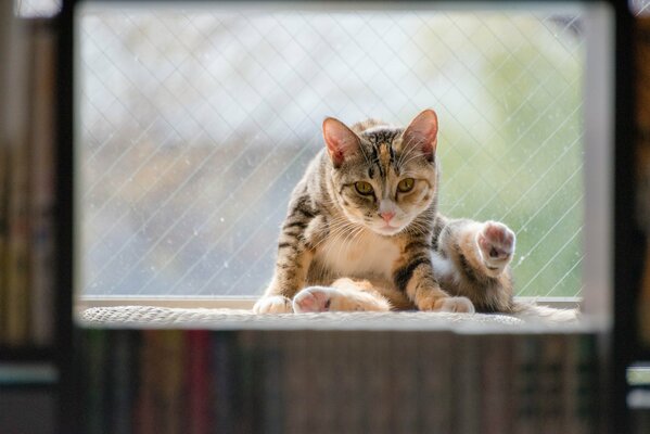 Gestreifte Katze sitzt am Fenster