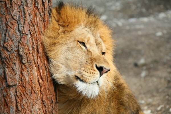 The muzzle of a lion predator near a tree