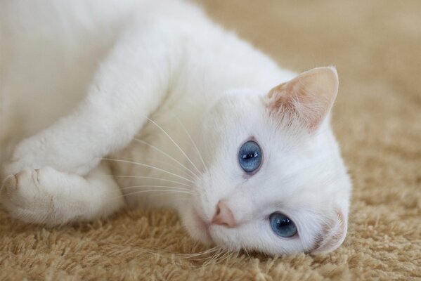 Chat blanc avec des yeux bleus