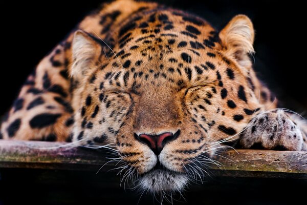 Амурский леопард сладко спит