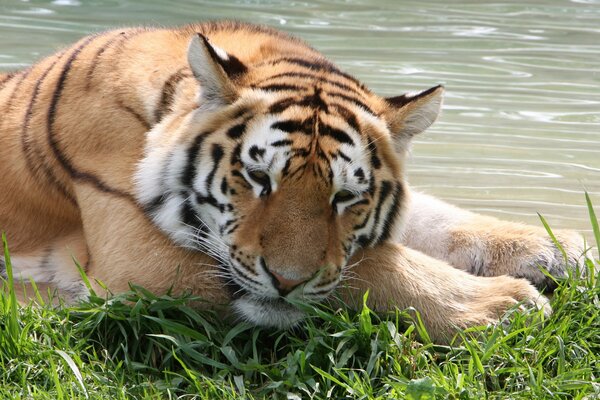 Tigre avec un museau triste se trouve sur l herbe