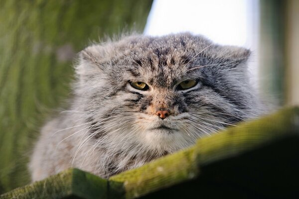 Manul with a serious muzzle close-up