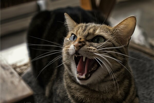 La sonrisa de los dientes de un gato enfurecido