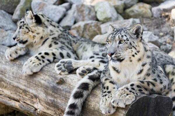 Pareja de leopardos de las Nieves