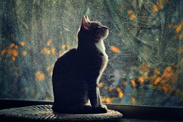 A picture of a cat sitting on a windowsill on a rug and looking up