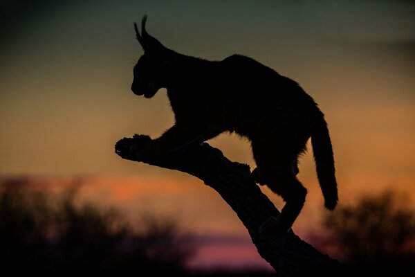 Caracal sur fond de coucher de soleil