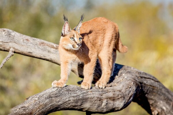 Graceful lynx is preparing to jump