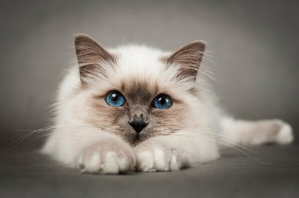 Chat beige aux yeux bleus