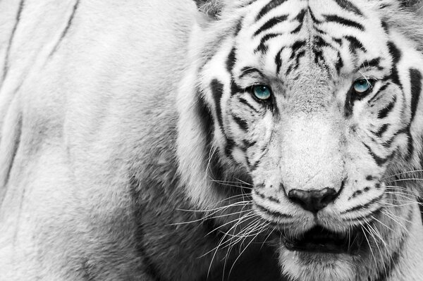 Ein schwarzer und weißer Tiger mit blauen Augen sieht aus