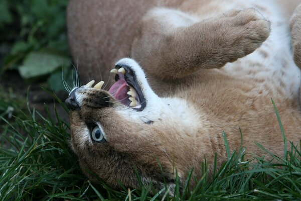 La lince della steppa con la bocca aperta e le zanne giace sull erba