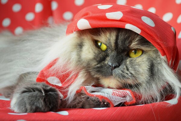 A cat with yellow eyes is wrapped in a red blanket with white peas