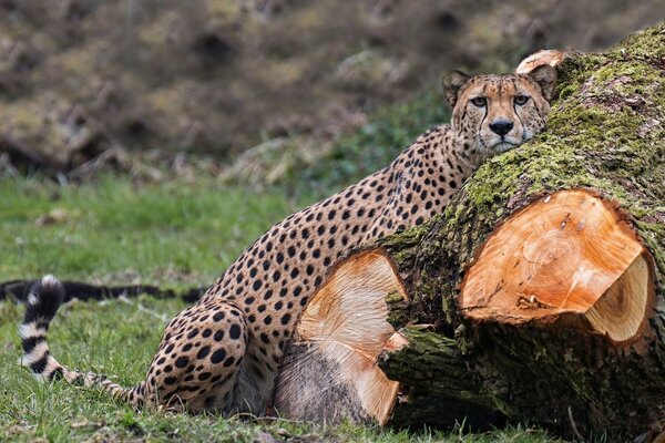 Gepard. die Wildkatze ist das schnellste Raubtier