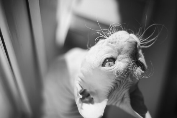 Black and white photo of a sphinx cat