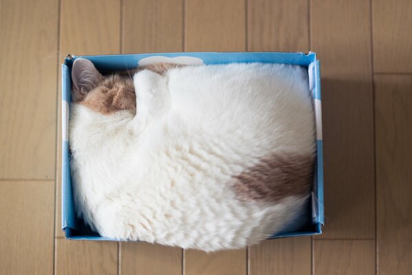 Foto di un gatto addormentato che dorme in una scatola di Corton