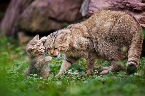 Kitten playing with mom cat