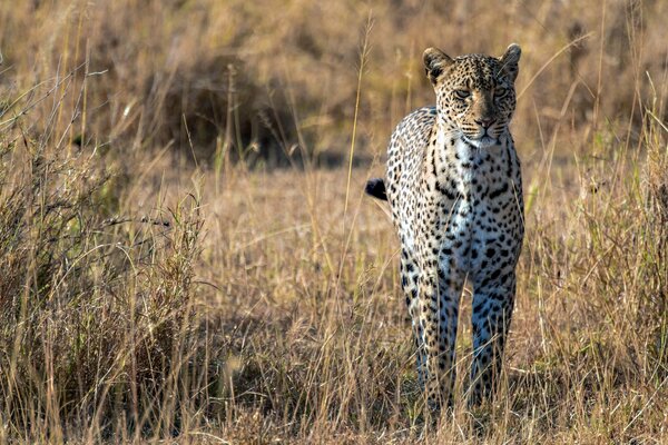 Leopard lebt in Afrika in der Savanne