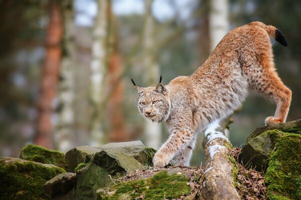 Predatory lynx walks on rocks in the mountains