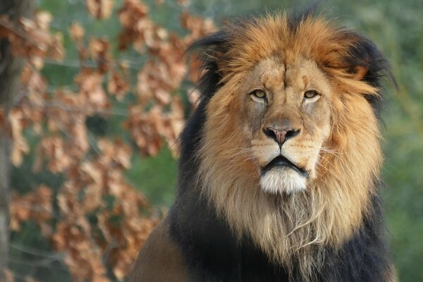 Porträt des Löwen des Königs der Tiere