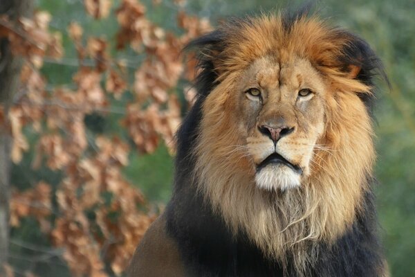 Retrato del León rey de las bestias