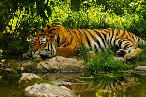 Descanso del tigre en la hierba