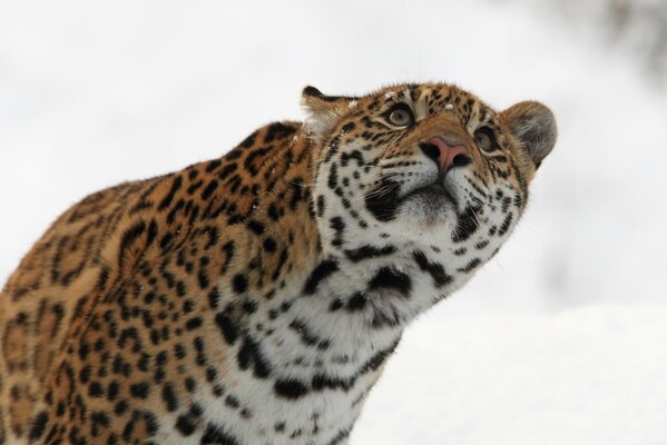 Jaguar watch as snow falls on his face