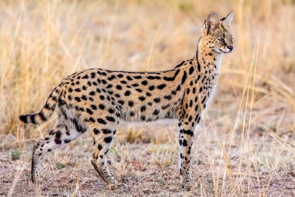 La grazia naturale del serval selvaggio