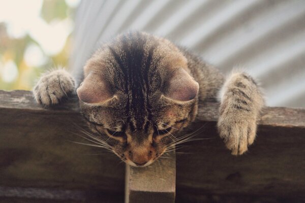 Gestreifte Katze zeigt Neugier