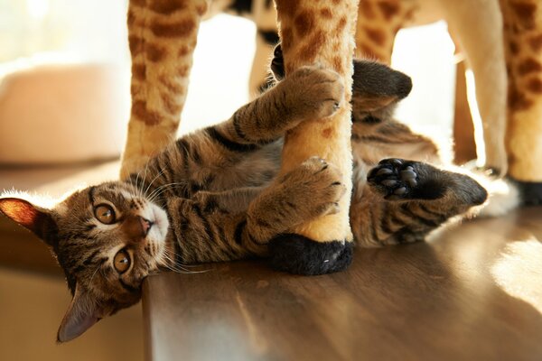 Chaton jouant avec un jouet en peluche