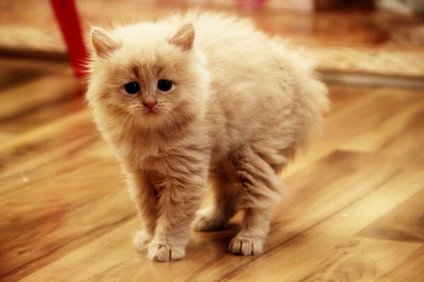 A light fluffy kitten arches its back