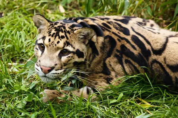 Léopard fumé au repos dans l herbe verte