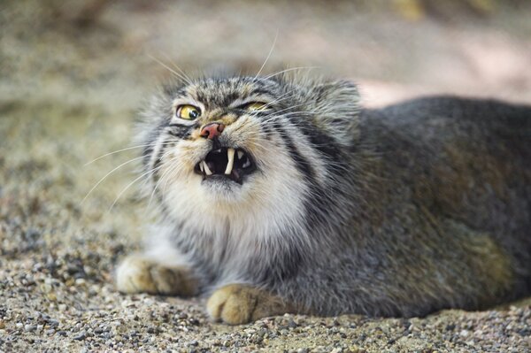 Manul shows off his fangs