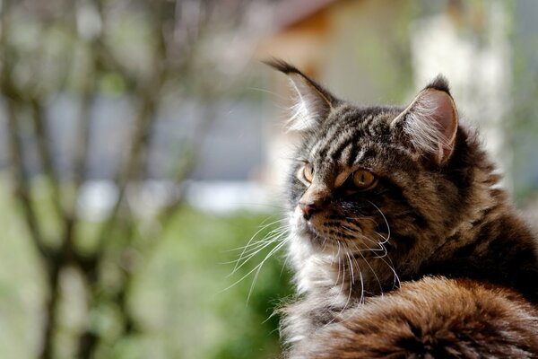 Le Maine Coon poilu regarde avec enthousiasme