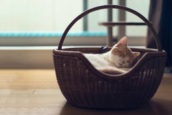 Lindo gato durmiendo en una cesta