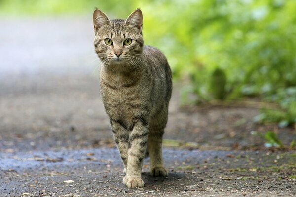 The striped cat looks with a predatory gaze