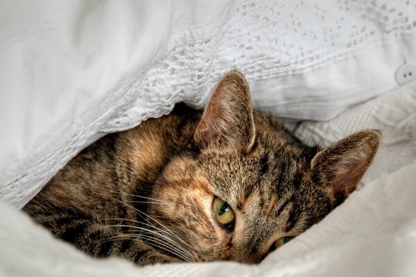 Un gato se acuesta en una cama blanca