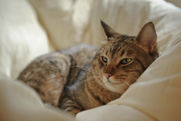 A beautiful cat is resting in bed