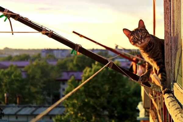 Katze schaut überrascht aus dem Fenster