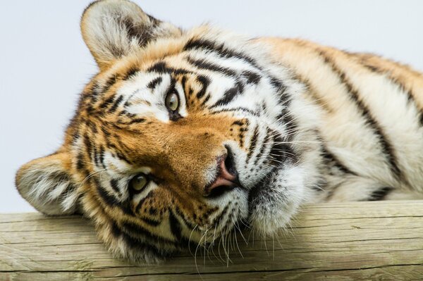 Amur tiger close-up