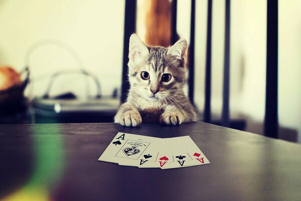 A small gray kitten is playing cards at the table