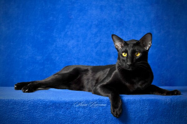 Gatto nero orientale con gli occhi gialli