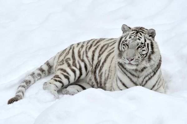 Tigre blanco escondido en la nieve